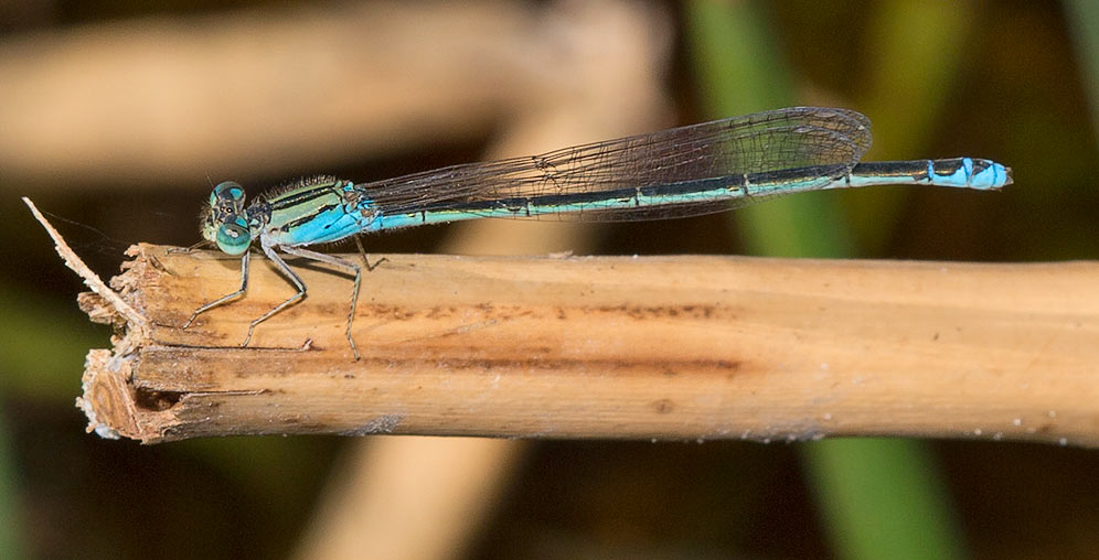 Pseudagrion coeleste coeleste Catshead Sprite male